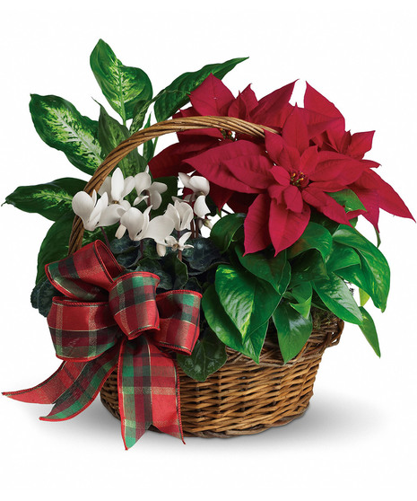 Holiday Joyful Plant  Basket