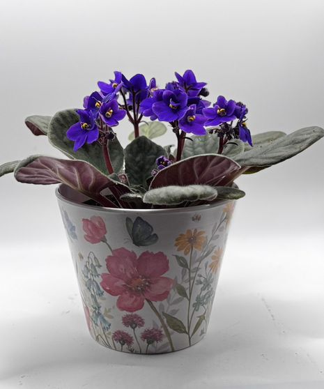 Splendid Violet Plant