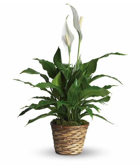 Simply Elegant Spathiphyllum