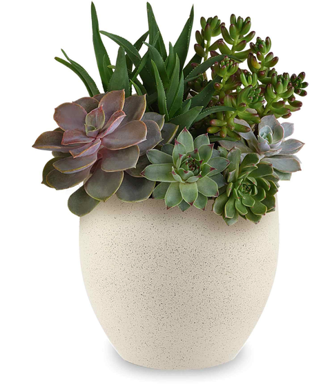 Modern Succulent Stone Garden