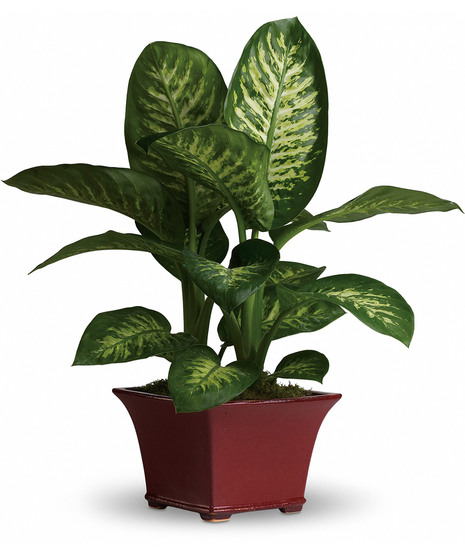 Delightful Dieffenbachia