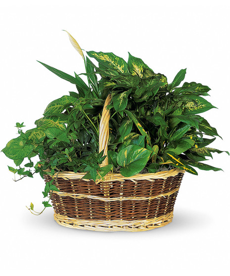 Lush Basket of Garden Plants