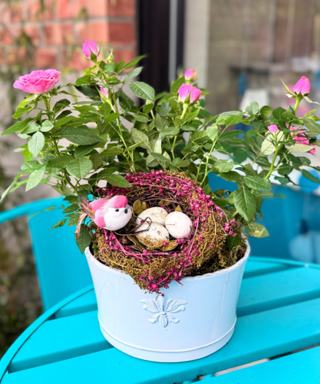 Rose Plant With Champagne
