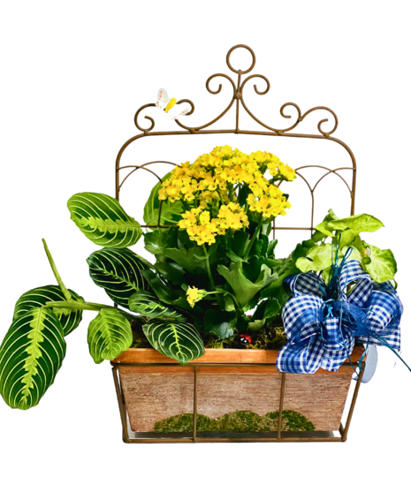 Better Home and Garden Plant