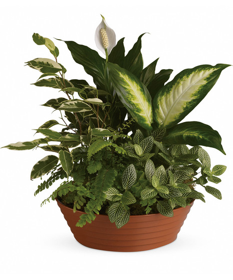 Green Plants