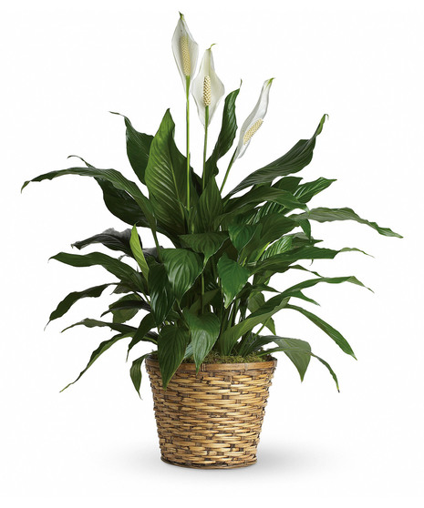 Simply Elegant Spathiphyllum