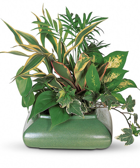 Small Garden Dish