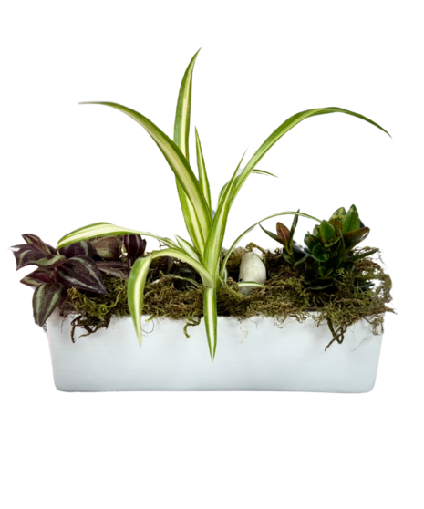 Modern Succulent/Indoor Plant