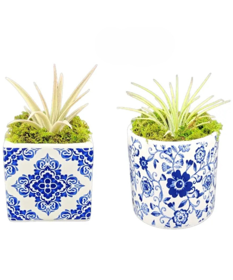 Plants