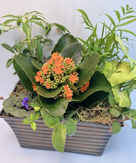 Stylish Plant Assortment