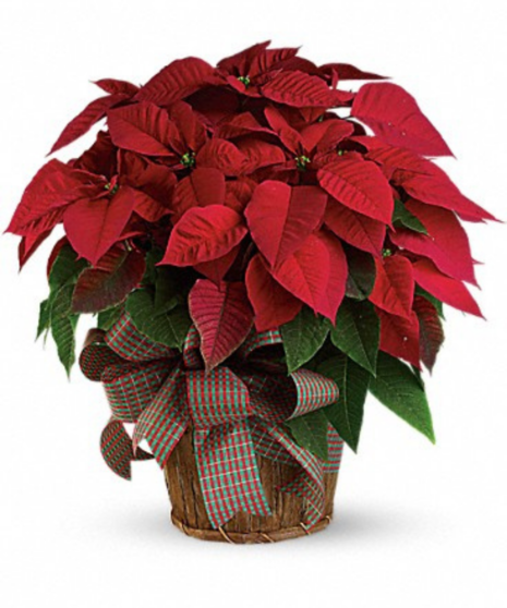 red poinsettia in basket