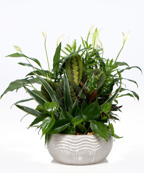 Medium Green plant Dish Garden