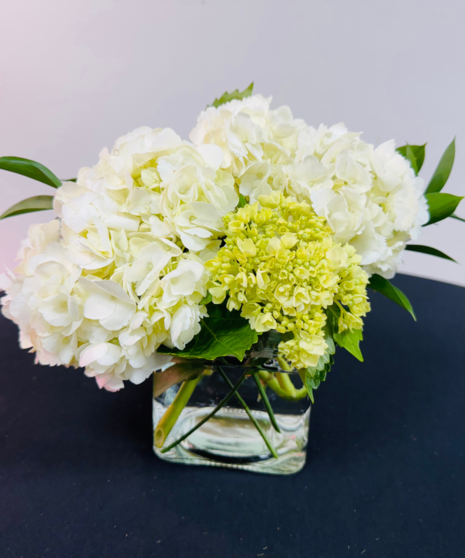 Hydrangea Heaven