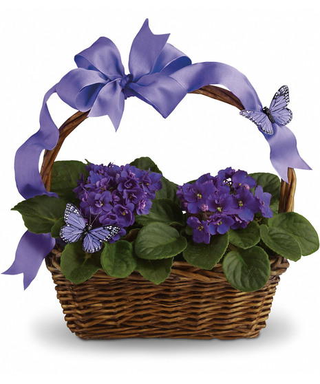 Butterflies and Violets