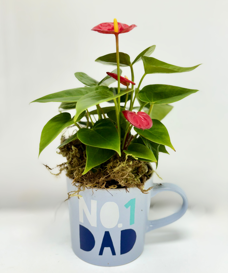 Red- Antherium Plant