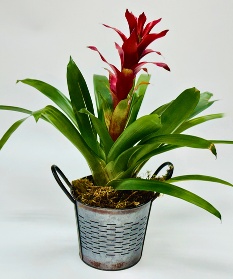 Bromeliad Beauty