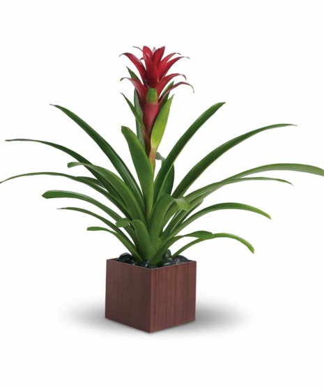 Plants
