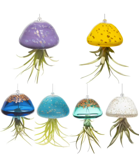 Jellyfish Airplant - Tillandsia