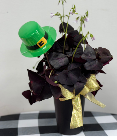 Green Shamrock Plant 