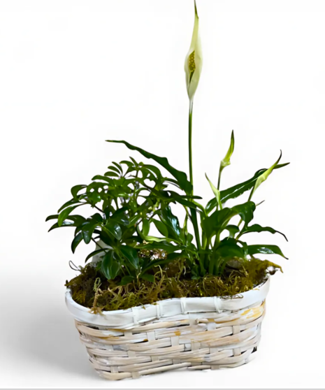 Small Garden Dish