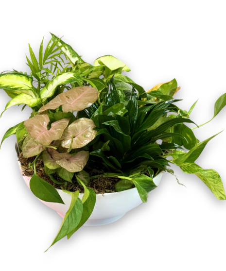 Medium Green plant Dish Garden