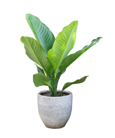 Gorgeous Green Plant
