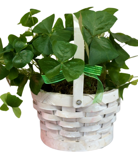 Shamrock Plant