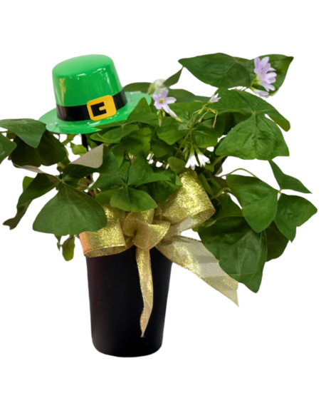 Green Shamrock Plant 