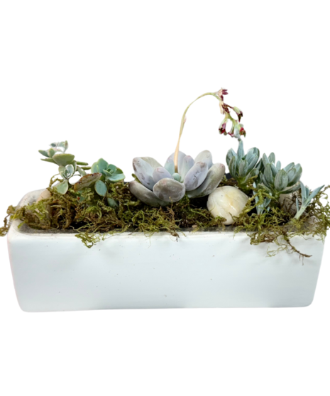 succulents in stylish ceramic vessel